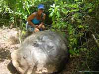 Giant tortoise